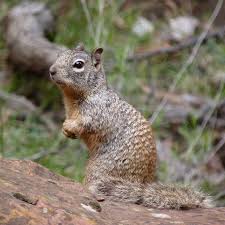 Maybe you would like to learn more about one of these? Rock Squirrel Or Gray Squirrel Sky Island Alliance
