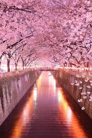 Commercial usage of these free androis cherry blossom wallpaper iphone is prohibited. Iphone Wallpaper Japan Cherry Blossom