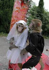 animals weddings 8 monkeys funny cute animal pictures cute animals