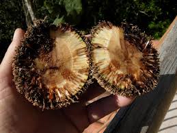 Image result for Treculia