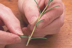 Image result for rosemary cuttings
