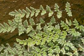 Image result for Cheilanthes involuta
