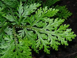 Image result for Selaginella vogelii