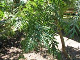Image result for Araucaria cunninghamii