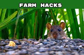 farm hacks how to deter rats using