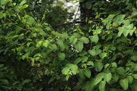 Image result for Helinus