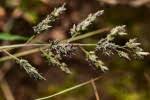 Image result for Eragrostis sclerantha