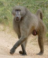 File Chacma Baboon Papio Ursinus 16824823063 Jpg Macacos Animais Africana