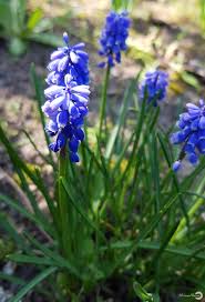 Kleine Hyazinthen Blumenfotos Hyazinthe Blumen