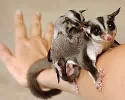 Seker Planorler Sugar Glider Baby Sugar Glider Cute Animals