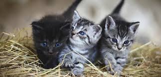 Dierenbescherming meetjesland is een vzw voor herplaatsing en opvang van honden. Mechelen Zet Verder In Op Sterilisatiecampagne Katten Radio Reflex