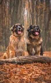 This page is updated on a weekly basis to showcase new puppies available for sale or upcoming litters that will be ready to take home soon. 130 Leonberger Ideas Leonberger Leonberger Dog Big Dogs