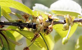 Arbre fruitier resistant au froid. Nos Plantes Face Au Froid Degats Resistance Tolerance Jardins De France