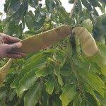 Image result for Isoberlinia doka