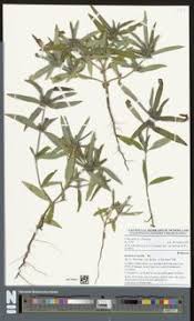 Image result for Spermacoce ruelliae