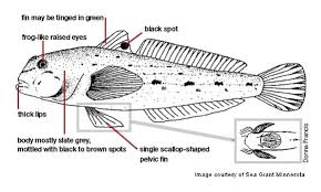 Simple linear pictogram pack for web graphics. Round Goby Tip Of The Mitt Watershed Council