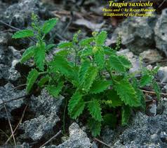 Image result for Tragia kirkiana