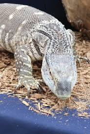 Their closest living relatives are the anguid and heloderma lizards. Managing Your Black Throated Monitor Lizard Animal Scene Magazine