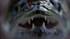 Animals who experience genetic mutations due to radiation poisoning are much less likely to reproduce, meaning that the likelihood of however, the mutations that people experienced after being exposed to the radiation at chernobyl were severe, and markedly decreased their quality of life. Fishing For Mutated Monsters In Contaminated Chernobyl Waters River Monsters Animal Planet