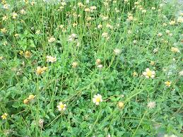 Check spelling or type a new query. Liar Cantik Rumput Bunga Putih Cauchy Murtopo