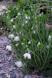 Image result for Clematis dolichopoda