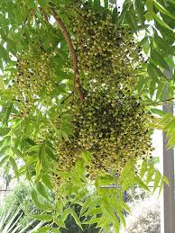 We did not find results for: Chinese Pistache Pistacia Chinensis In Wilmington Hampstead Jacksonville Onslow Hanover North Carolina Nc At Pender Pines Garden Center