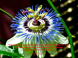 Image result for Lannea edulis