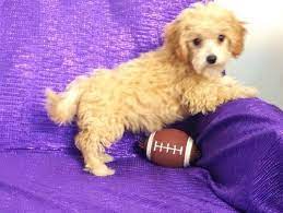 Cavapoo puppies for saleprairie hill puppies is proud to offer a variety of cavapoo puppies for sale. Cavapoo Puppies For Sale Manassas Va 245491 Petzlover
