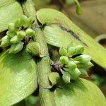 Image result for Calyptrochilum