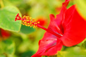 To to those to of the mountain, area of an inscribed circle. Hibiscus Flowers Africa Image Bank Photos Pictures