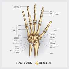 Hand Bone Hand Bone Medical Mnemonics Anatomy