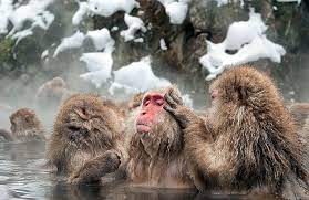 There S Something Majestic About Monkeys Bathing Right Monkeys In Hot Springs Snow Monkey Hot Springs Canada