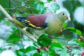 Berikut cara pembuatan minyak daun dari sarang burung bubut: Burung Punai Daun Budgie Bird