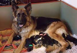 Maybe you would like to learn more about one of these? German Shepherd Puppies For Sale In Colorado Springs Petsidi