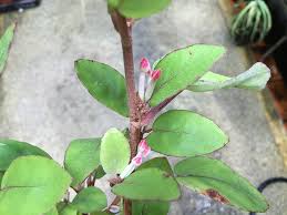 Image result for Begonia kisuluana