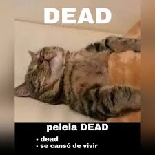 Jun 11, 2021 · el gato ruso aquiles, el oráculo de la eurocopa en san petersburgo, pronosticó este viernes la victoria de italia sobre turquía en el partido inaugural del torneo. Los Mejores Memes Que Dejo El Dia Internacional Del Gato