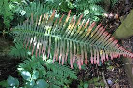 Image result for Blechnum attenuatum