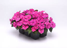 Image result for Impatiens salpinx