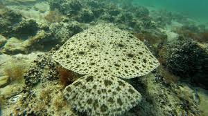 Procentual, romania obtine doar 0,4% din cantitatea de peste pescuita din marea neagra, in comparatie cu cele trei procente contabilizate de bulgaria. Calcan Marea Neagra Youtube