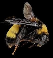 Image result for Bombus quadricolor