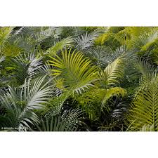 Image result for Cycas thouarsii