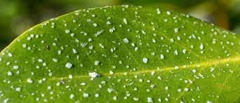 Maybe you would like to learn more about one of these? Aegiceras Corniculatum Aka River Mangrove Showing Excreted Salt On Leaves