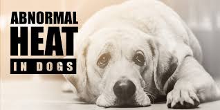 Bleeding is a natural part of a dog's reproductive cycle but only takes place on average. Abnormal Heat In Dogs Silent Absent Prolonged Split Etc