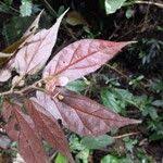 Image result for Begonia macrocarpa
