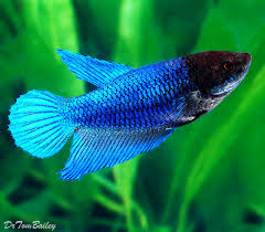 Whether your betta is a male or female, a joke master, blue, red, or unique, we hope we have made this process. Premium Female Blue Betta Fish