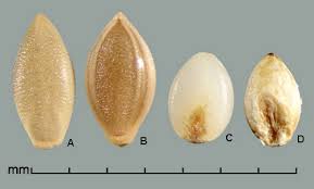 Image result for Urochloa