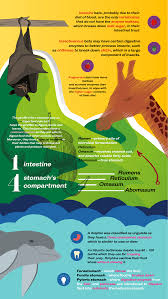 Mammals Digestive System Comparision Docsity