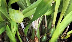 Image result for Polystachya hastata