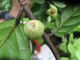 Image result for Uvaria angolensis