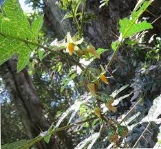 Image result for Solanum capsicoides